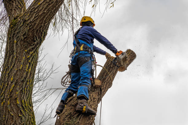 How Our Tree Care Process Works  in  Santa Cruz, CA